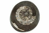 Polished Fossil Ammonite (Dactylioceras) Half - England #240747-1